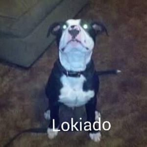 Meet your Posher, Bubba